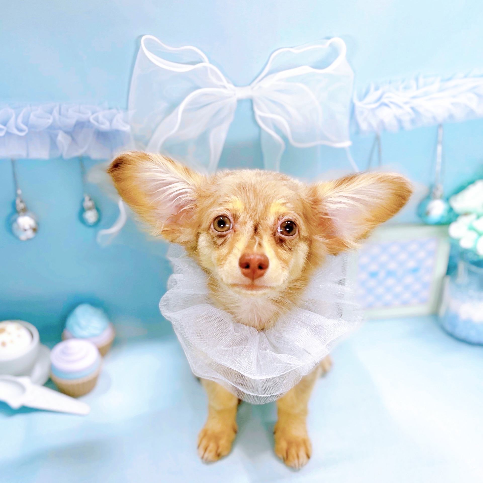 福井県のチワックス(チワワ×ダックス) (犬の家＆猫の里アミーゴ福井大和田店/2025年7月20日生まれ/男の子/チョコレートマール)の子犬の1枚目の画像