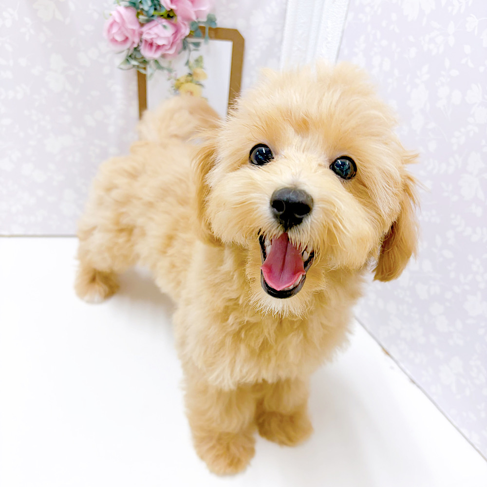 富山県のマルプー(マルチーズ×プードル) (犬の家＆猫の里アミーゴ高岡蓮花寺店/2026年3月16日生まれ/男の子/アプリコット)の子犬の1枚目の画像
