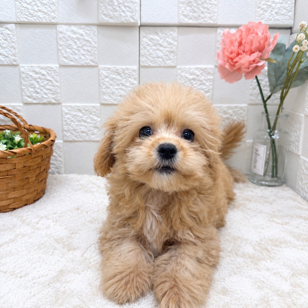 東京都のマルプー(マルチーズ×プードル) (犬の家＆猫の里ペットフォレスト小平店/2026年6月9日生まれ/女の子/アプリコット)の子犬の1枚目の画像
