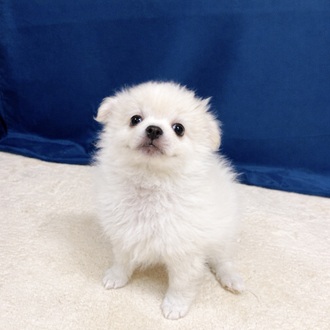 愛知県のポメチワ/チワポメ/ポメチー(ポメラニアン×チワワ) (犬の家＆猫の里一宮店/2026年1月4日生まれ/男の子/クリーム)の子犬の1枚目の画像
