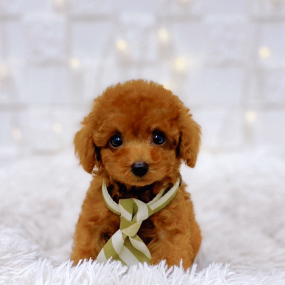 ティーカップ プードル レッドフォーン 男の子のご紹介 ペットショップ 犬の家 猫の里 子犬だけでなく子猫の情報もたくさん