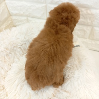 生体画像9