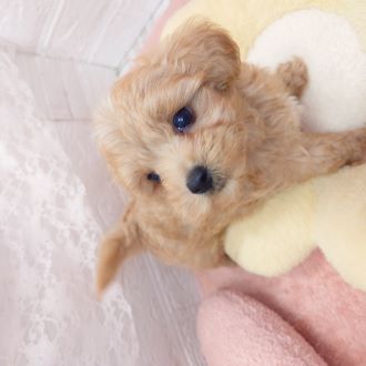 ハーフ犬の写真