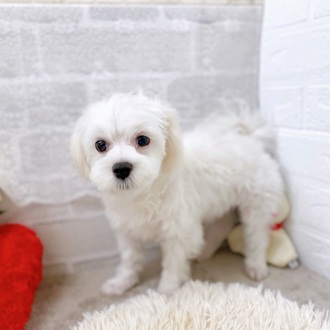滋賀県のマルチーズ (犬の家＆猫の里長浜店/2025年2月25日生まれ/男の子/ホワイト)の子犬の1枚目の画像