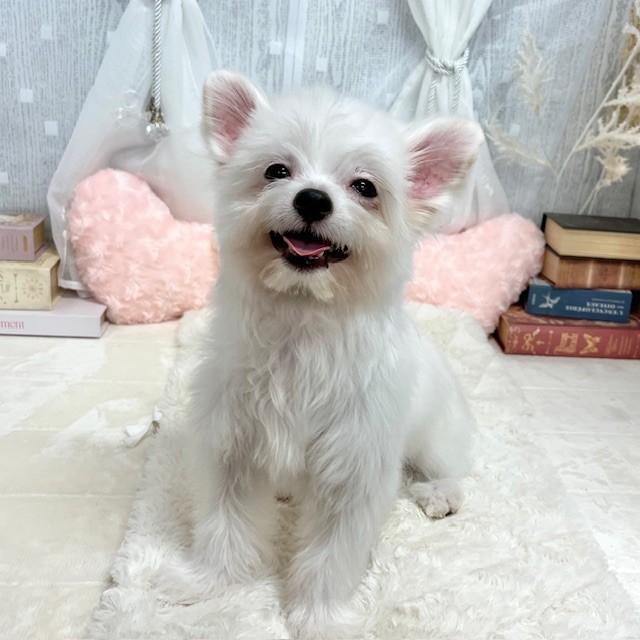 神奈川県のハーフ犬・ミックス犬 (犬の家＆猫の里相模原店/2025年3月2日生まれ/男の子/ホワイト)の子犬の1枚目の画像
