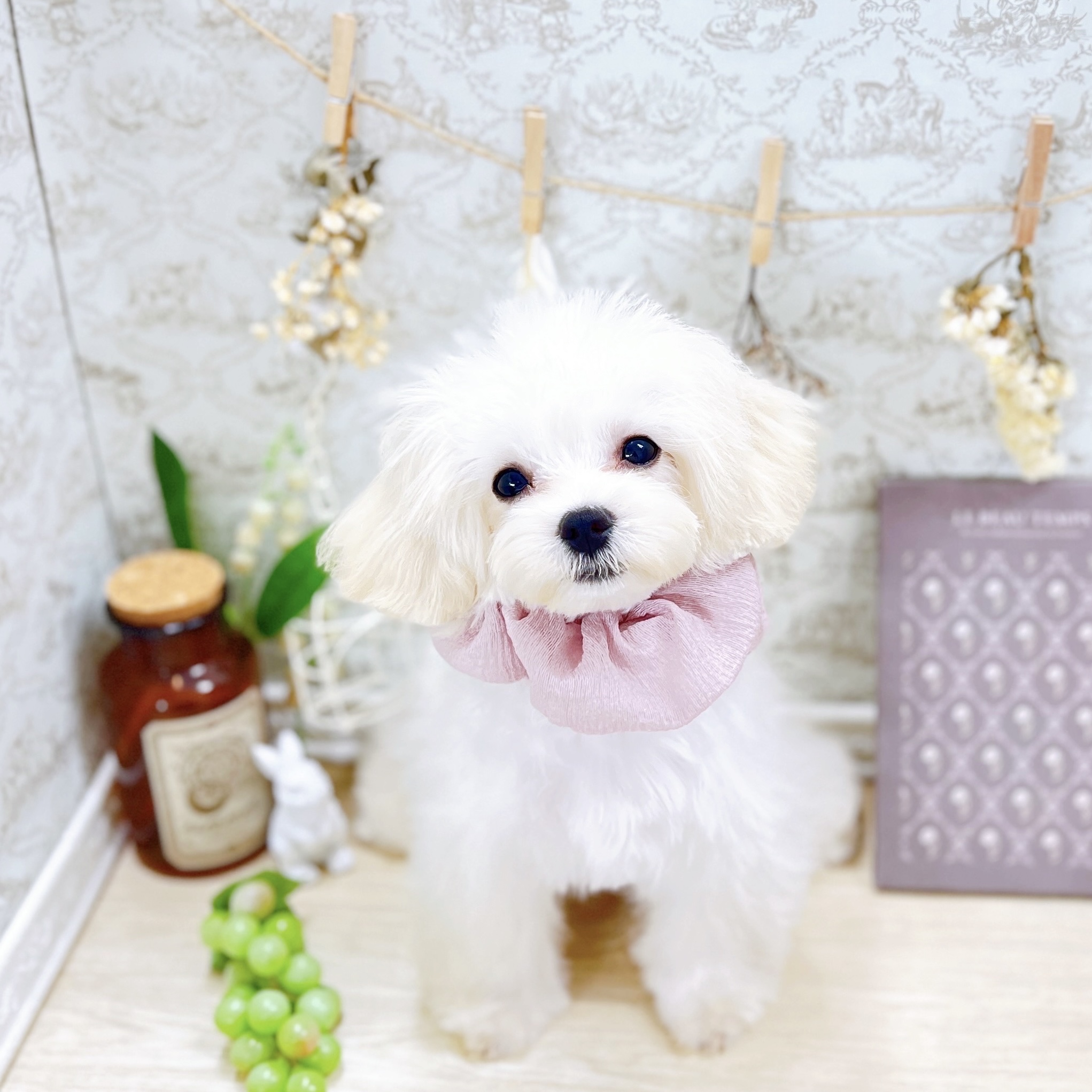 ハーフ犬女の子の写真