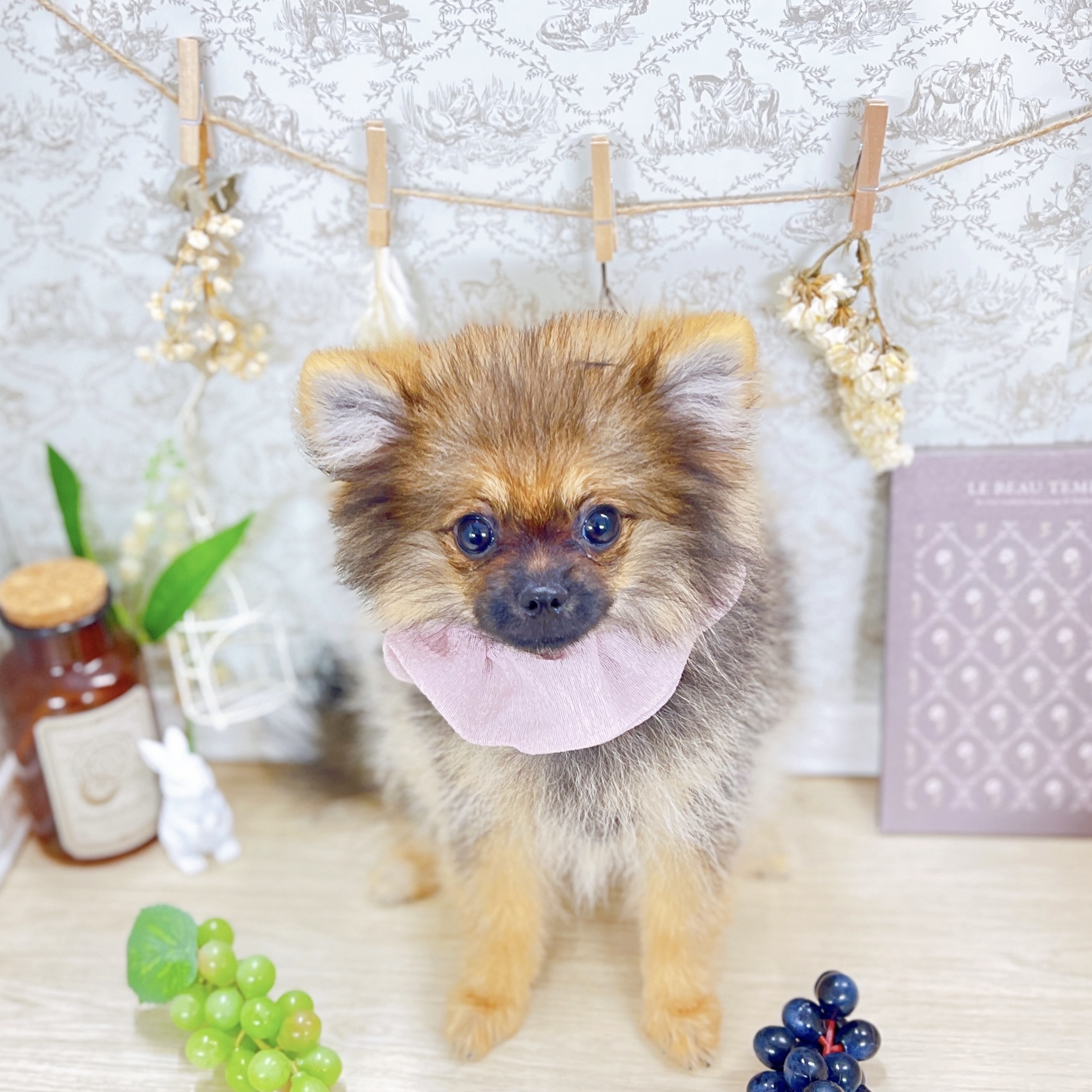福井県のポメラニアン (犬の家＆猫の里アミーゴ福井大和田店/2025年3月19日生まれ/女の子/ウルフセーブル)の子犬の1枚目の画像