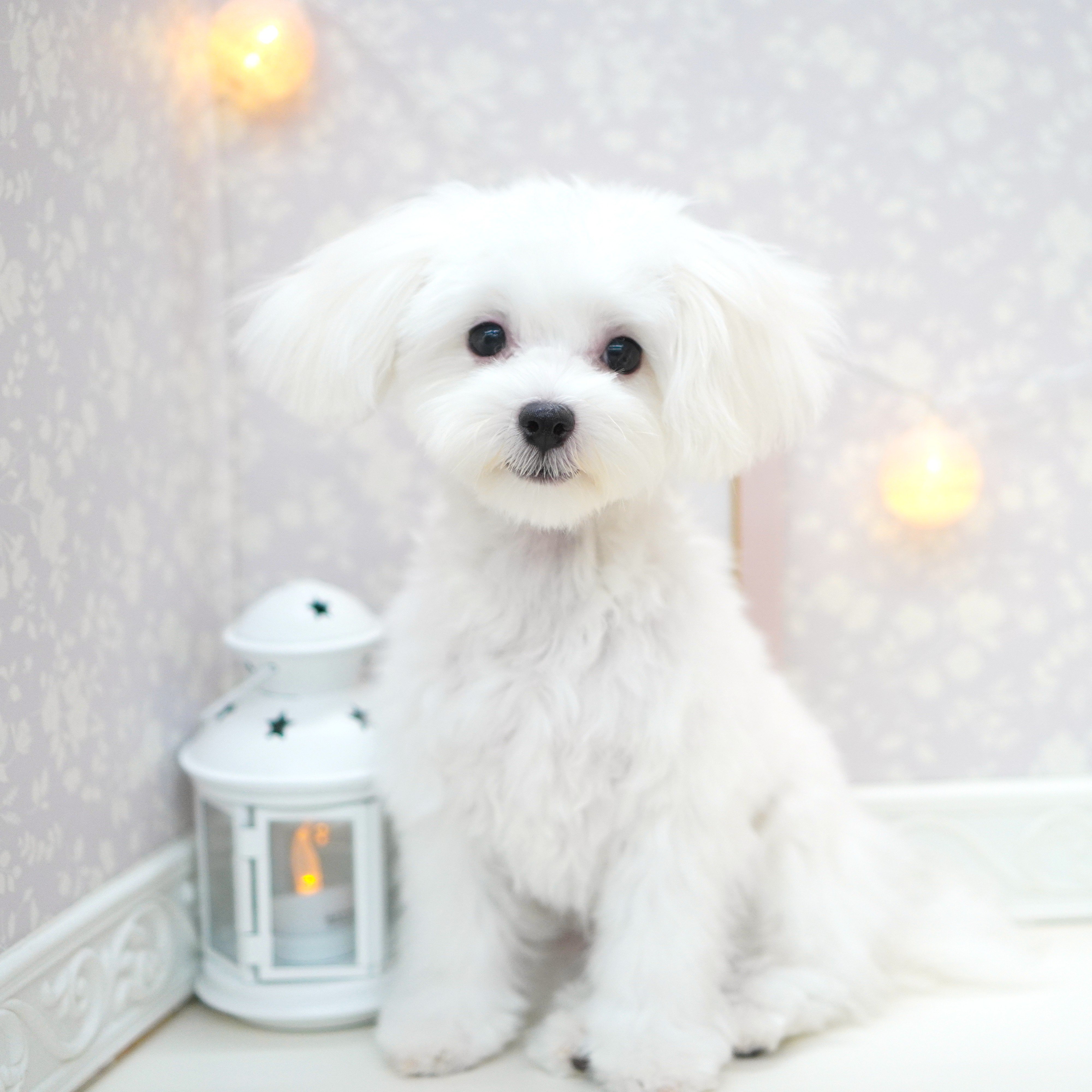 ハーフ犬の写真