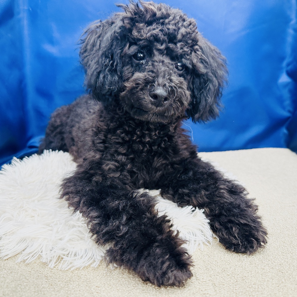 岐阜県のトイプードル(トイ) (犬の家＆猫の里中津川店/2025年4月17日生まれ/男の子/ブラック)の子犬の1枚目の画像