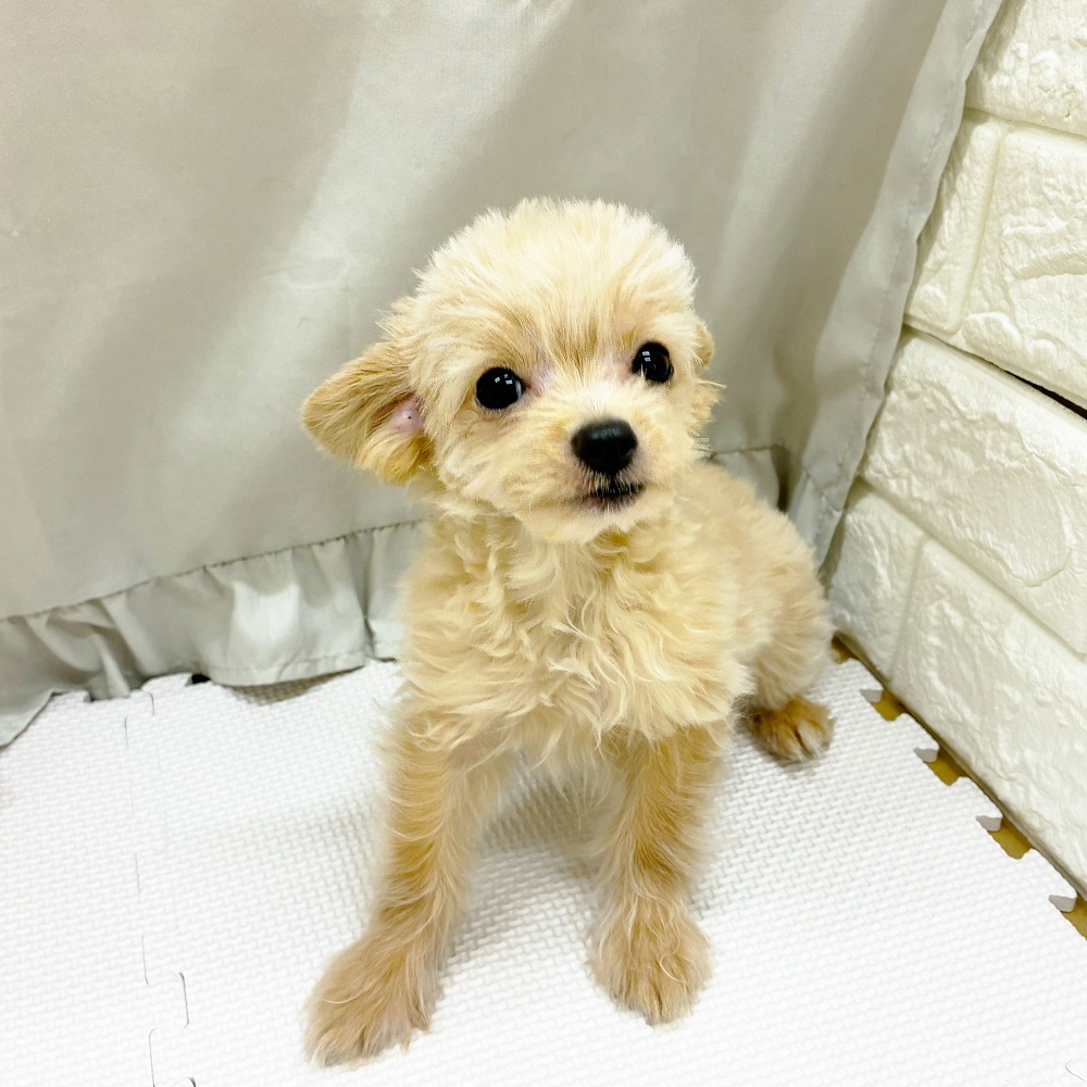 愛知県のチワプー/プーチー(チワワ×プードル) (犬の家＆猫の里アミーゴ神の倉店/2025年4月14日生まれ/男の子/アプリコット)の子犬の1枚目の画像