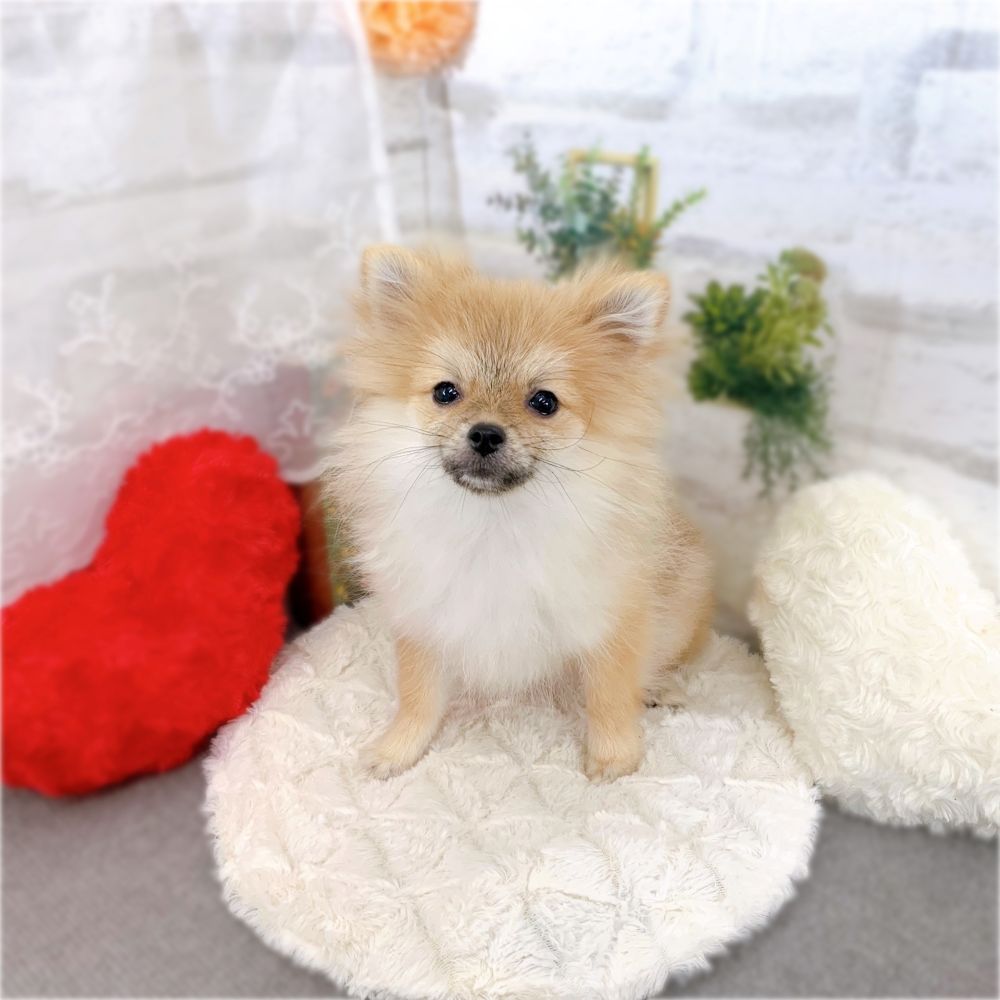 ポメラニアン女の子の写真