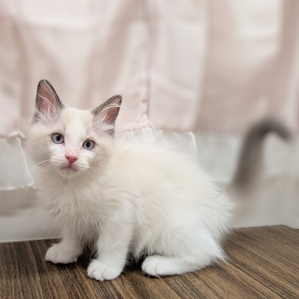 兵庫県のラグドール (犬の家＆猫の里カナート西神戸店/2025年5月8日生まれ/男の子/ブルーポイントバイカラー)の子猫の1枚目の画像