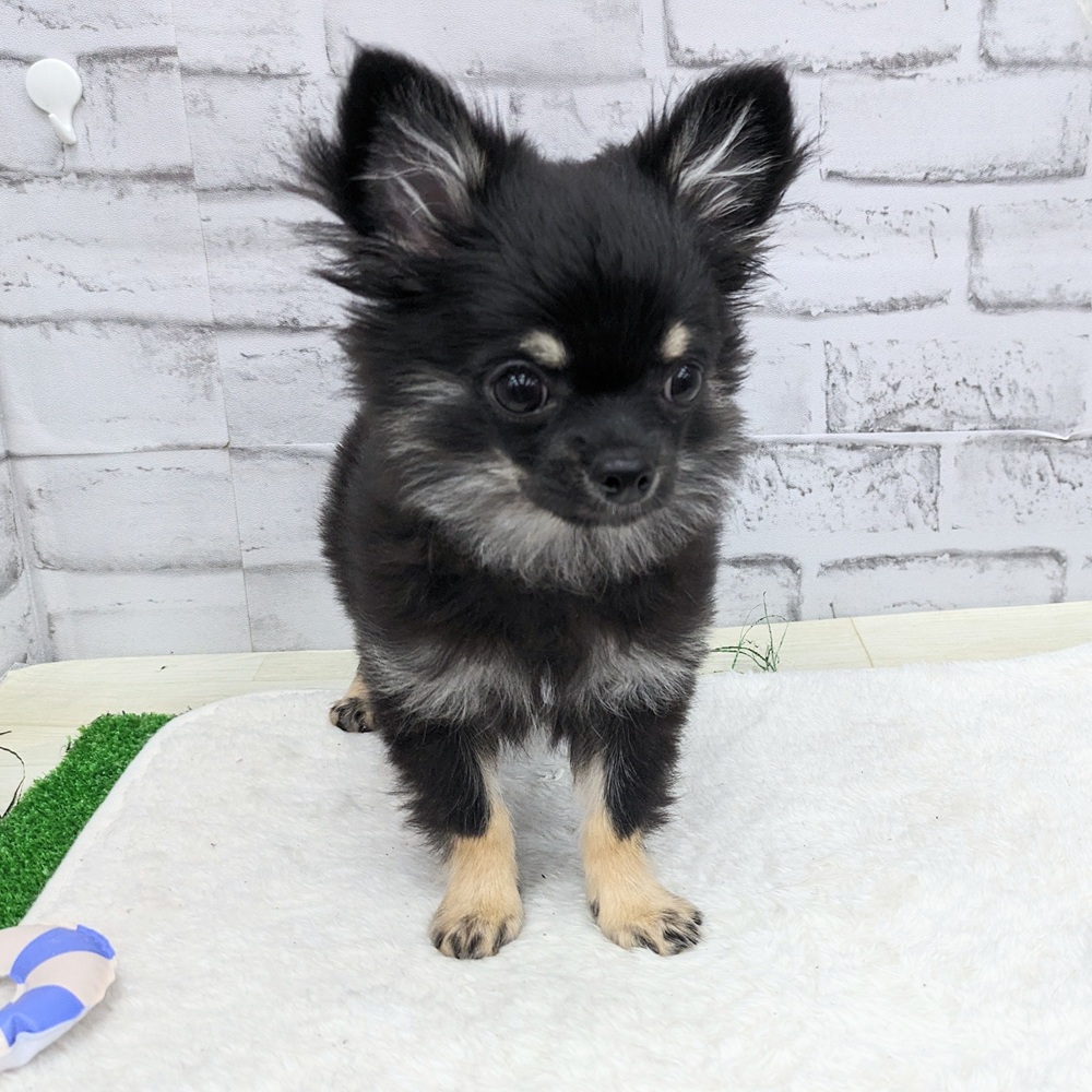 愛知県のチワワ(ロング) (犬の家＆猫の里MEGAドン・キホーテ東海名和店/2025年5月13日生まれ/男の子/ブラックタン)の子犬の1枚目の画像