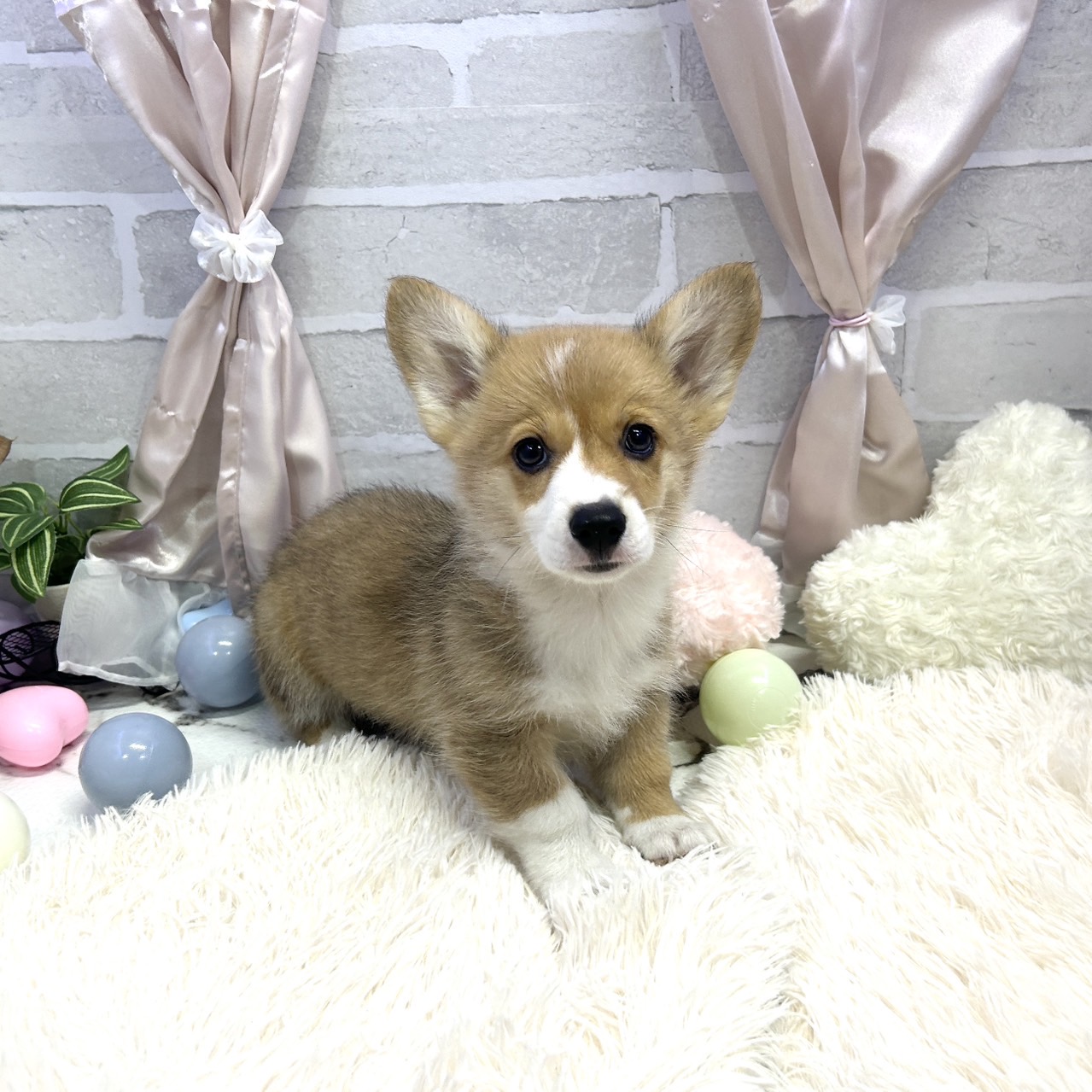 愛知県のウェルシュコーギーペンブローク (犬の家＆猫の里岡崎店/2025年5月13日生まれ/男の子/レッドホワイト)の子犬の1枚目の画像