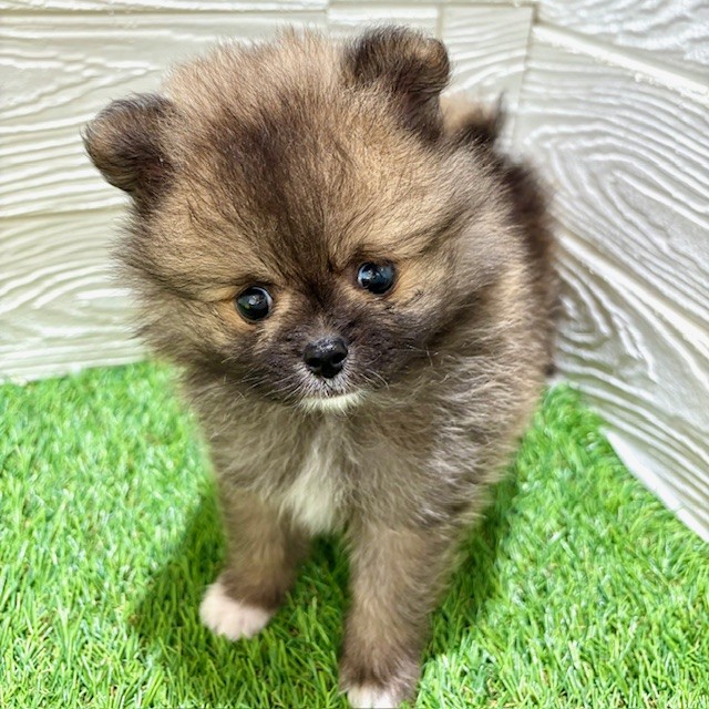 愛知県のポメラニアン (犬の家＆猫の里豊田店/2025年5月20日生まれ/男の子/オレンジセーブル)の子犬の1枚目の画像