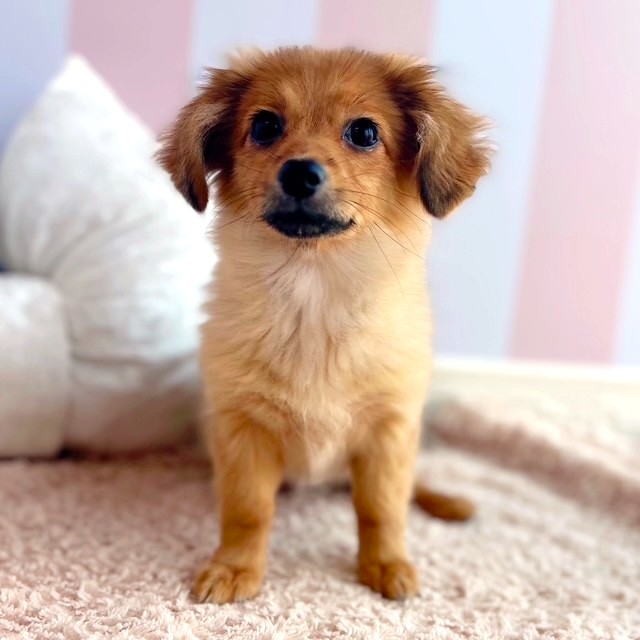 岡山県のポメックス(ポメラニアン×ダックス) (犬の家＆猫の里倉敷中庄店/2025年5月24日生まれ/女の子/レッド)の子犬の1枚目の画像