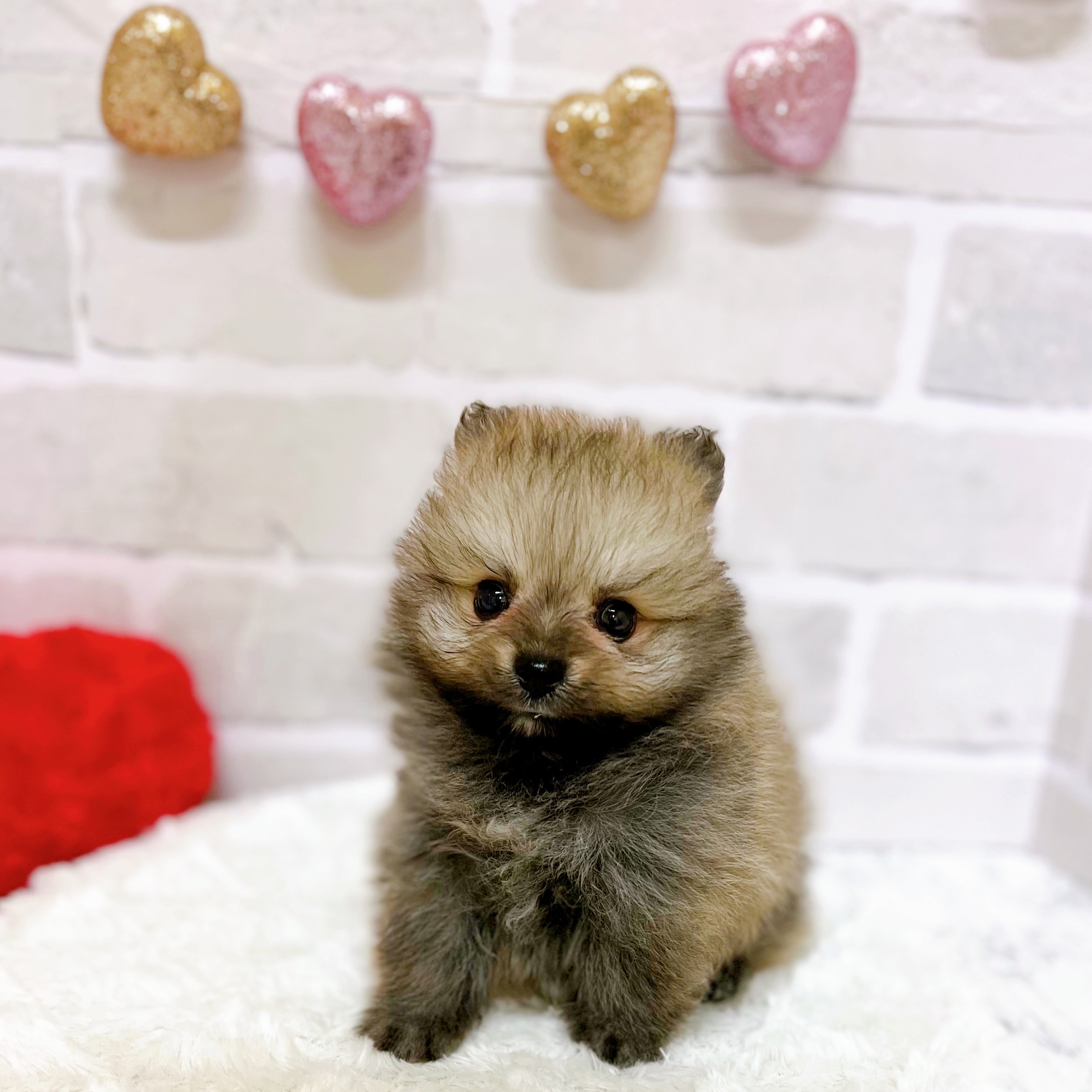 京都府のポメラニアン (犬の家＆猫の里京都精華店/2025年5月24日生まれ/男の子/ウルフセーブル)の子犬の1枚目の画像