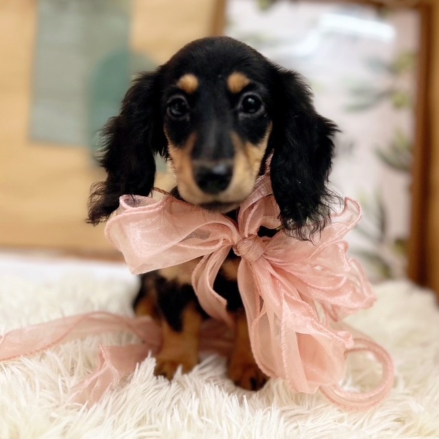 岡山県のミニチュアダックスフンド(ロング) (犬の家＆猫の里倉敷中庄店/2025年5月24日生まれ/女の子/ブラックタン)の子犬の1枚目の画像