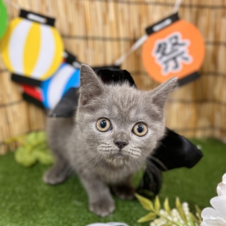 神奈川県のブリティッシュショートヘアー (犬の家＆猫の里小田原店/2025年5月21日生まれ/男の子/ブルー)の子猫の1枚目の画像