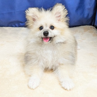 愛知県のポメビション(ポメラニアン×ビションフリーゼ) (犬の家＆猫の里MEGAドン・キホーテ東海名和店/2025年5月27日生まれ/女の子/フォーンホワイト)の子犬の1枚目の画像
