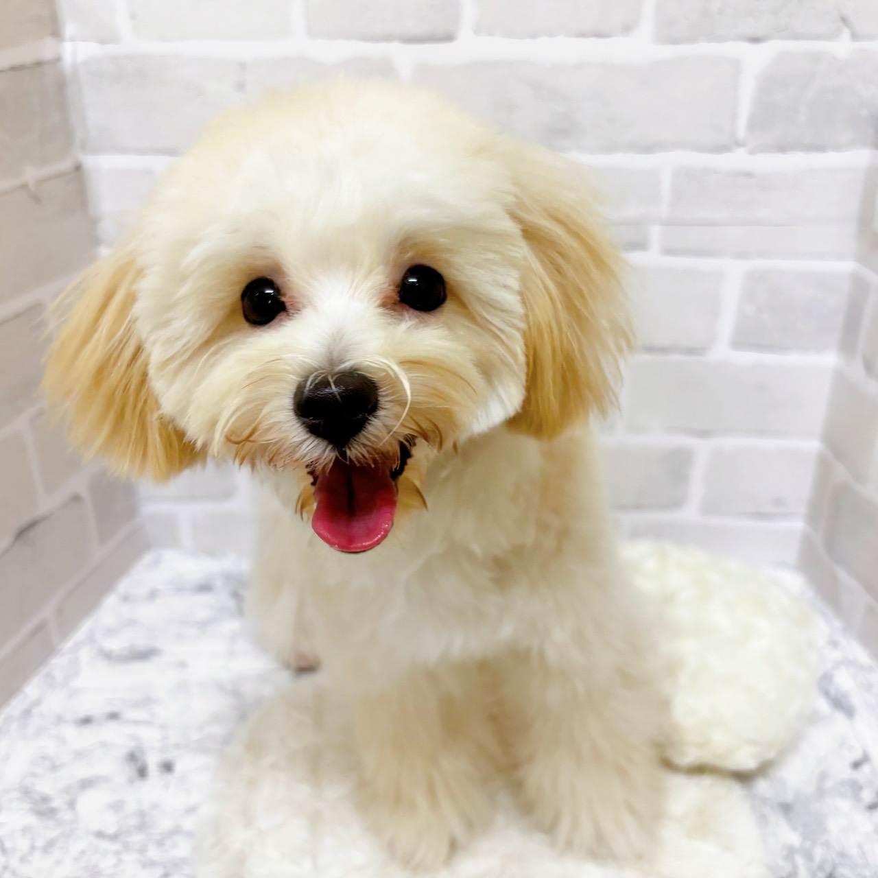 ハーフ犬男の子の写真