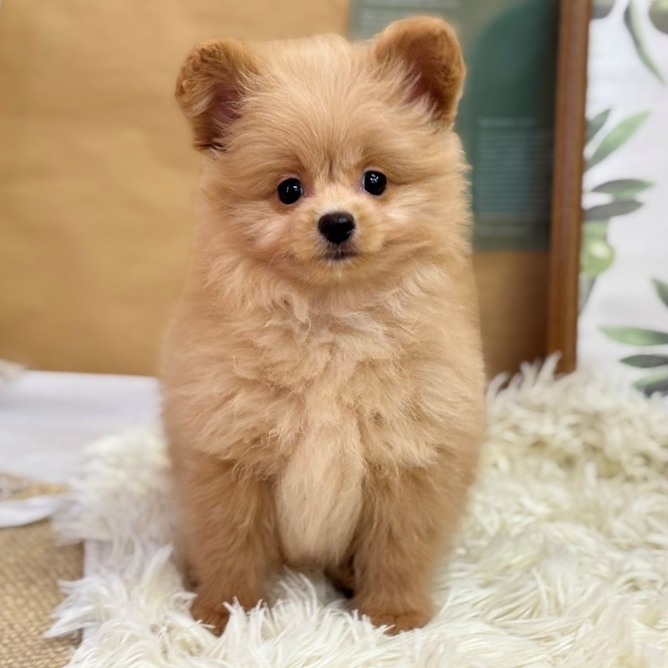 岡山県のポメプー(ポメラニアン×プードル) (犬の家＆猫の里倉敷中庄店/2025年5月30日生まれ/男の子/クリーム)の子犬の1枚目の画像