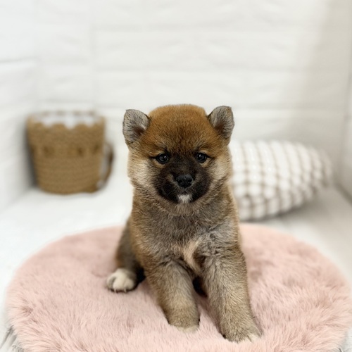 愛知県の柴犬(標準サイズ) (犬の家＆猫の里豊川インター店/2025年6月3日生まれ/女の子/赤)の子犬の1枚目の画像