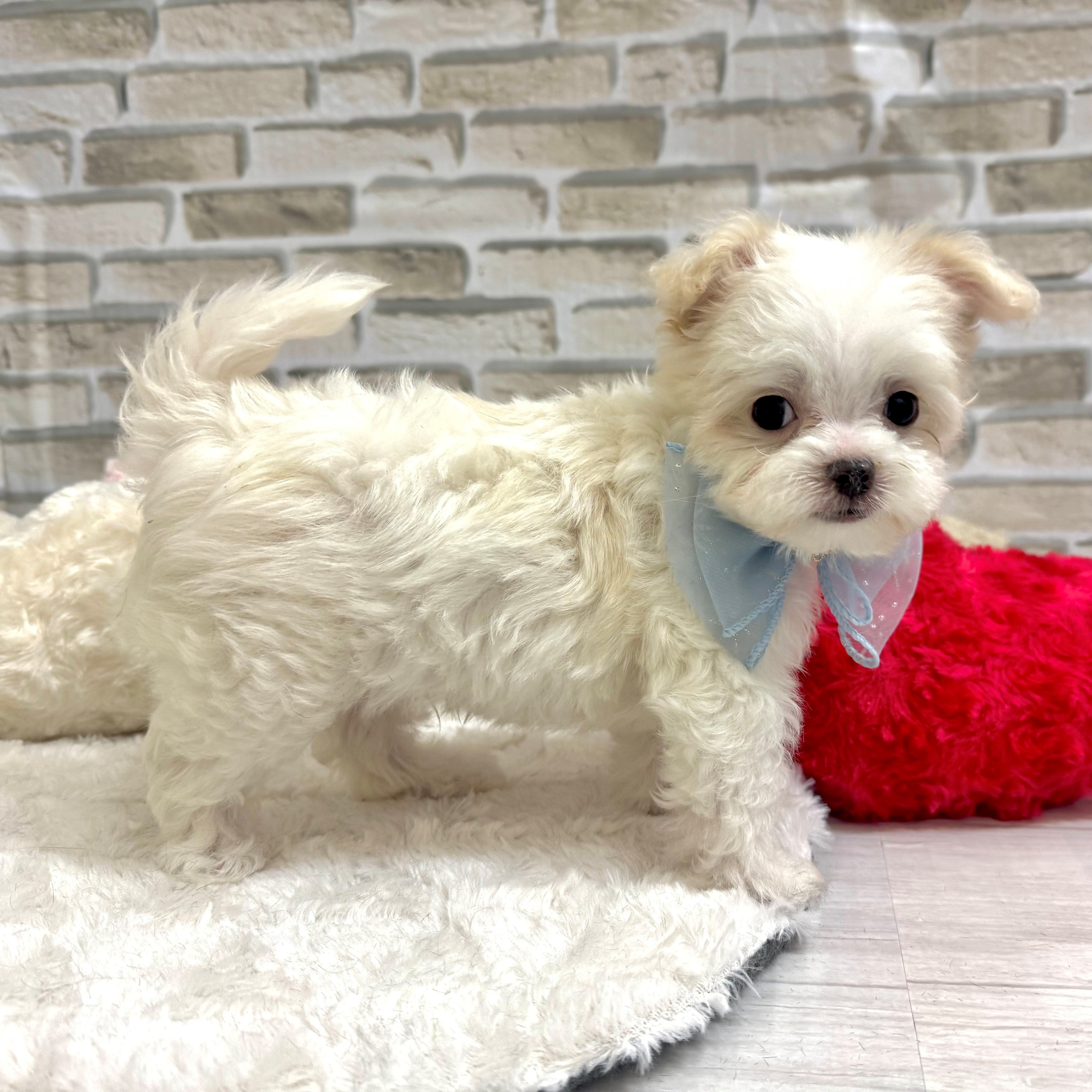 2025年6月1日生まれのチワマル/マルチワ(チワワ×マルチーズ)の9枚目の写真