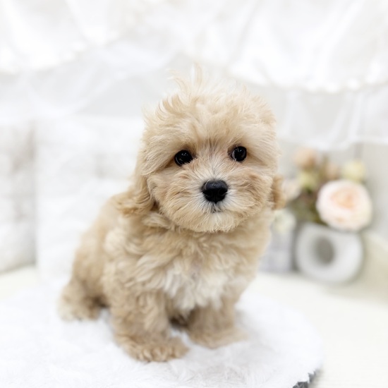 岐阜県のマルプー(マルチーズ×プードル) (犬の家＆猫の里カラフルタウン岐阜店/2025年6月2日生まれ/男の子/アプリコット)の子犬の1枚目の画像
