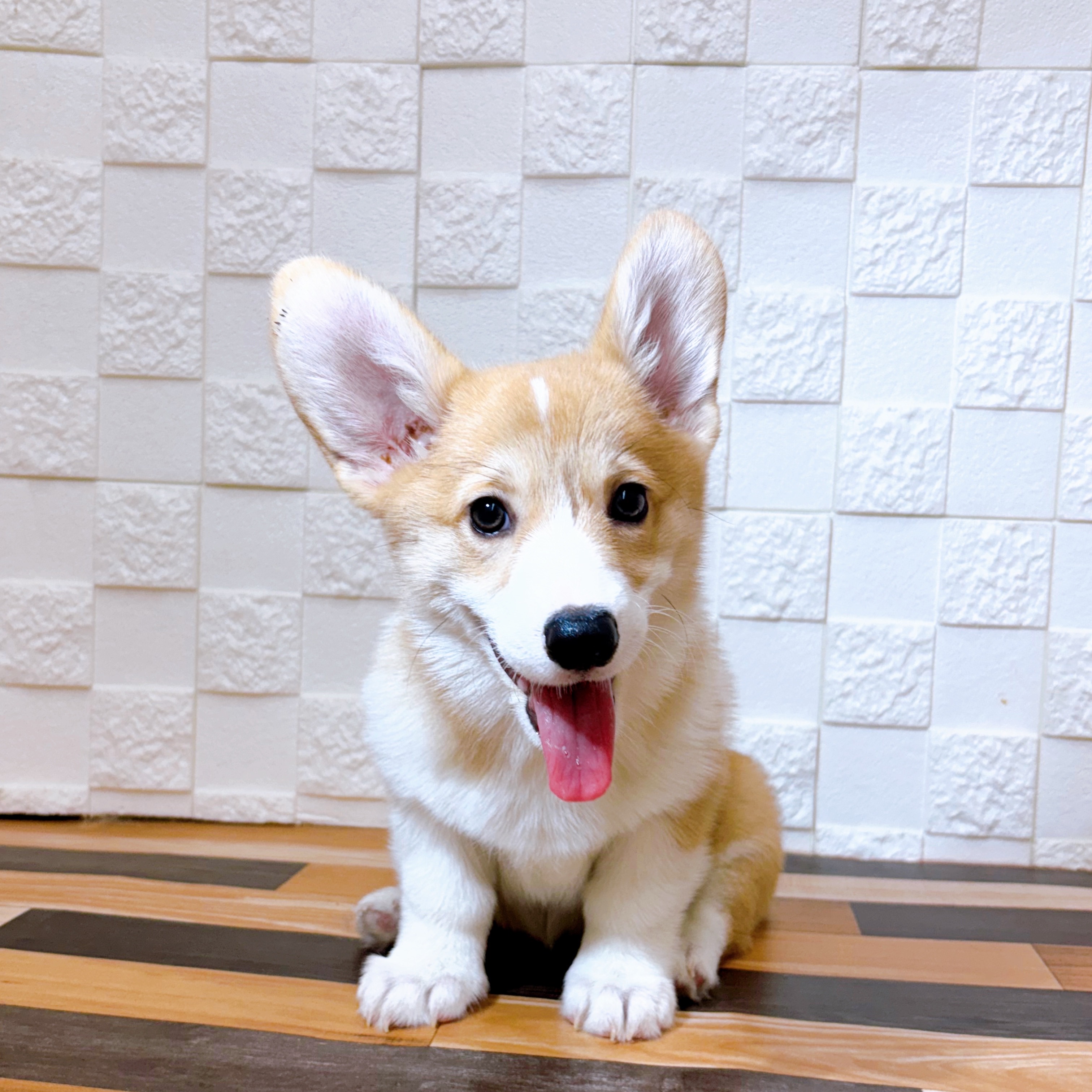兵庫県のウェルシュコーギーペンブローク (犬の家＆猫の里尼崎店/2025年6月4日生まれ/女の子/セーブルホワイト)の子犬