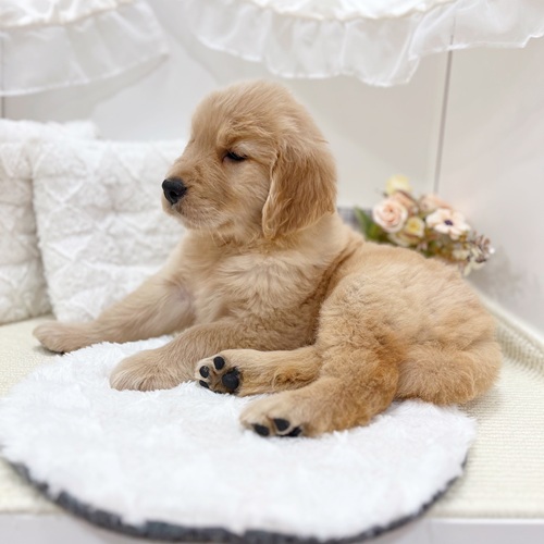 *＊*Kathy Hagerman ❧SIENNA❦ ゴールデンレトリバー*＊* The dog who bit me thinking it was a puppy turned out to be
