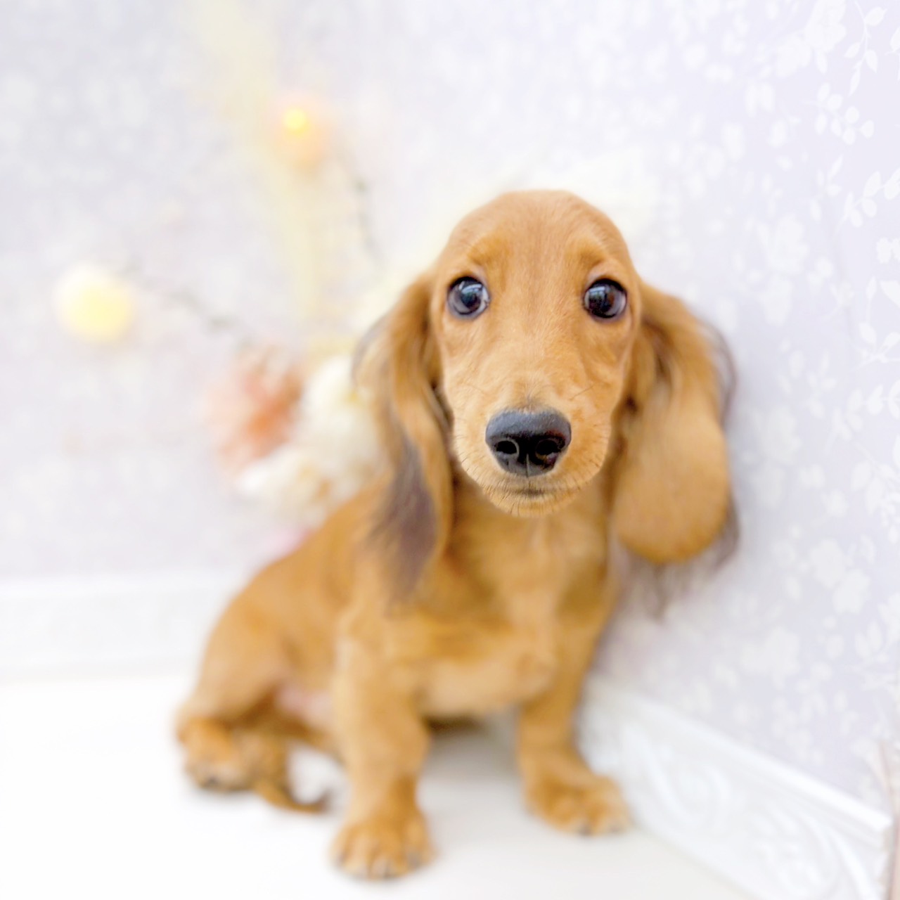 富山県のミニチュアダックスフンド(ロング) (犬の家＆猫の里富山店/2025年6月7日生まれ/男の子/シェーデットイエロー)の子犬の1枚目の画像