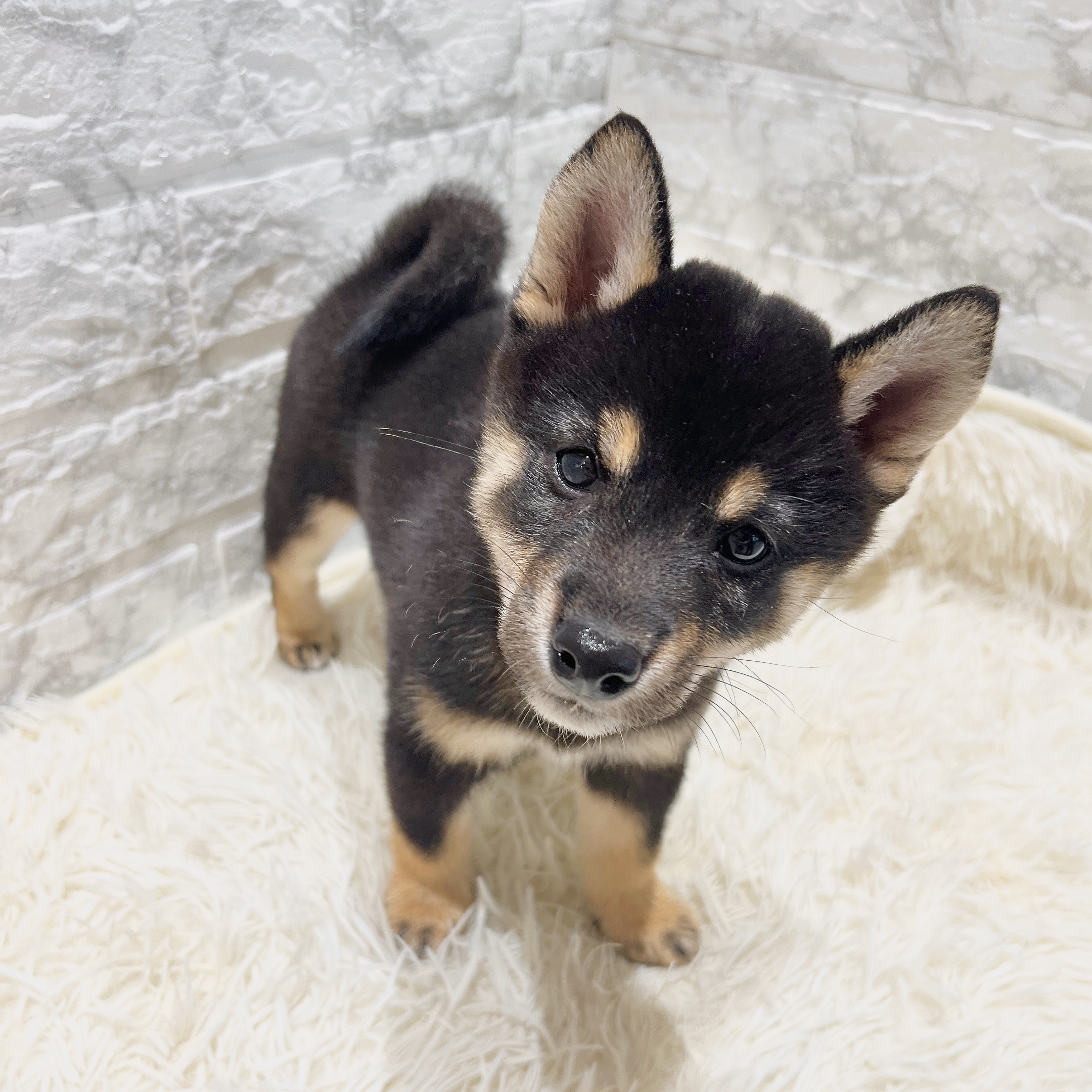 愛知県の豆柴 (犬の家＆猫の里MiO香久山店/2025年6月7日生まれ/女の子/黒)の子犬の1枚目の画像