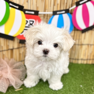 神奈川県のマルチーズ (犬の家＆猫の里小田原店/2025年6月10日生まれ/女の子/ホワイト)の子犬