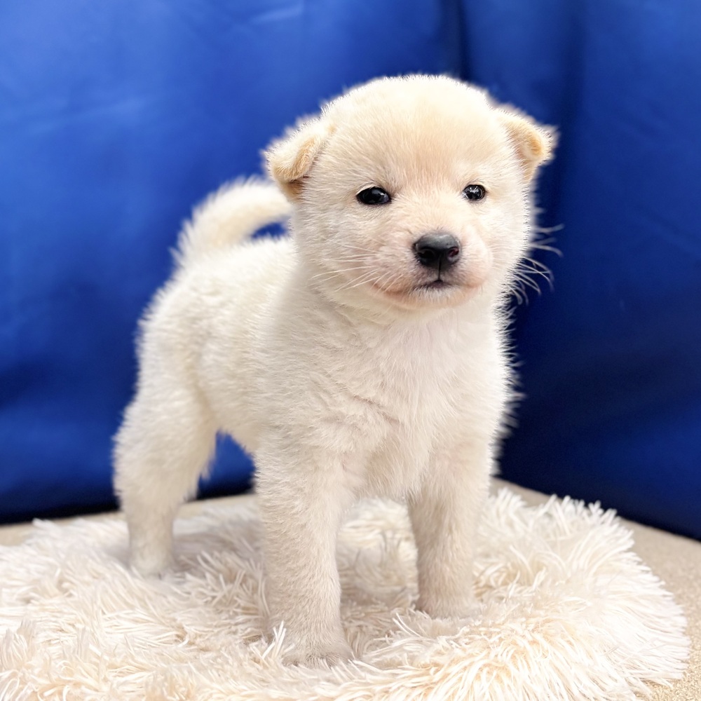 岐阜県の柴犬(標準サイズ) (犬の家＆猫の里中津川店/2025年6月8日生まれ/男の子/白)の子犬の1枚目の画像