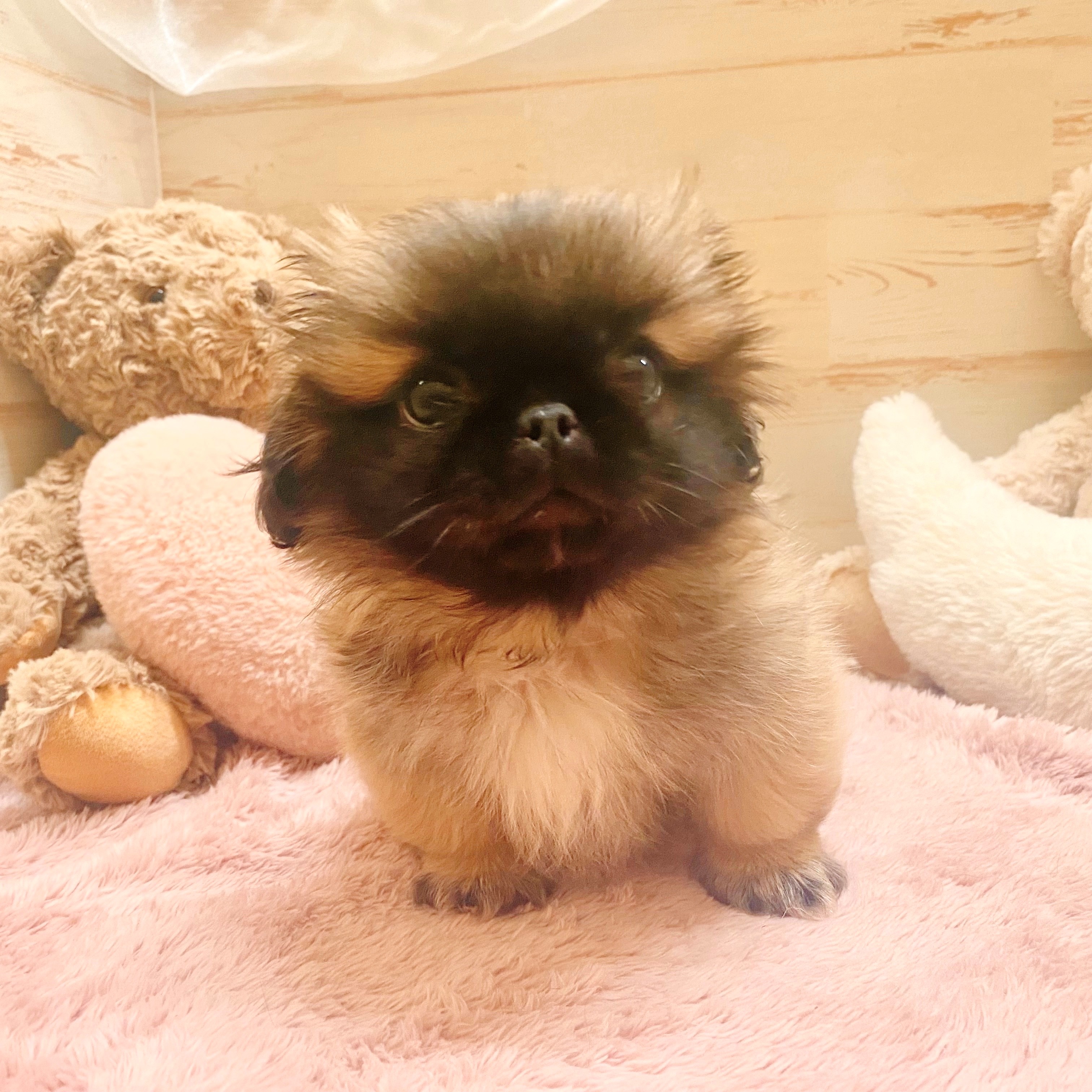 兵庫県のペキニーズ (犬の家＆猫の里神戸店/2025年6月15日生まれ/男の子/フォーン)の子犬の1枚目の画像