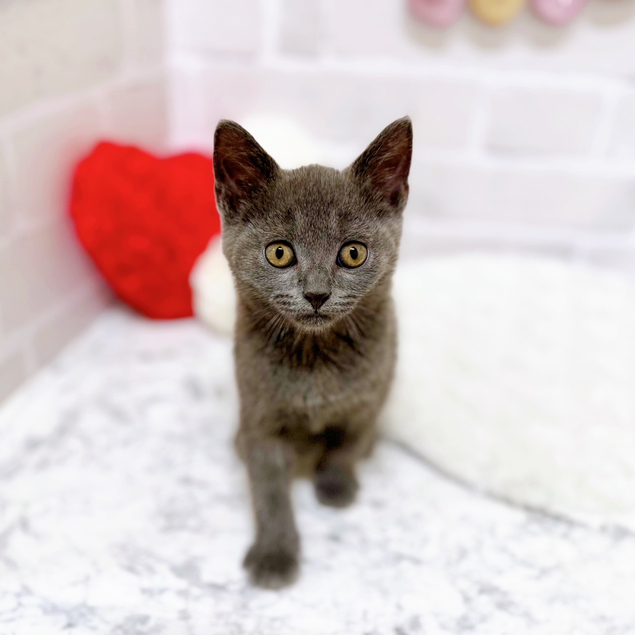 京都府のブリティッシュショートヘアー (犬の家＆猫の里京都精華店/2025年6月15日生まれ/男の子/ブルー)の子猫の1枚目の画像