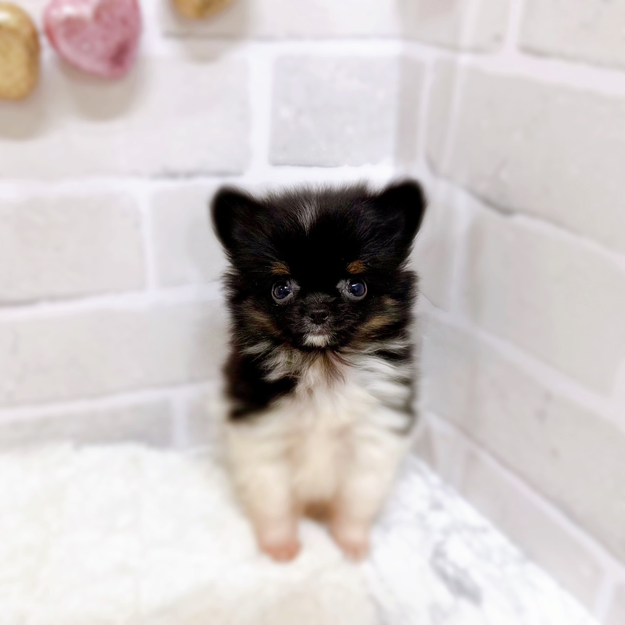京都府のポメチワ/チワポメ/ポメチー(ポメラニアン×チワワ) (犬の家＆猫の里京都精華店/2025年6月15日生まれ/男の子/ブラックタンホワイト)の子犬