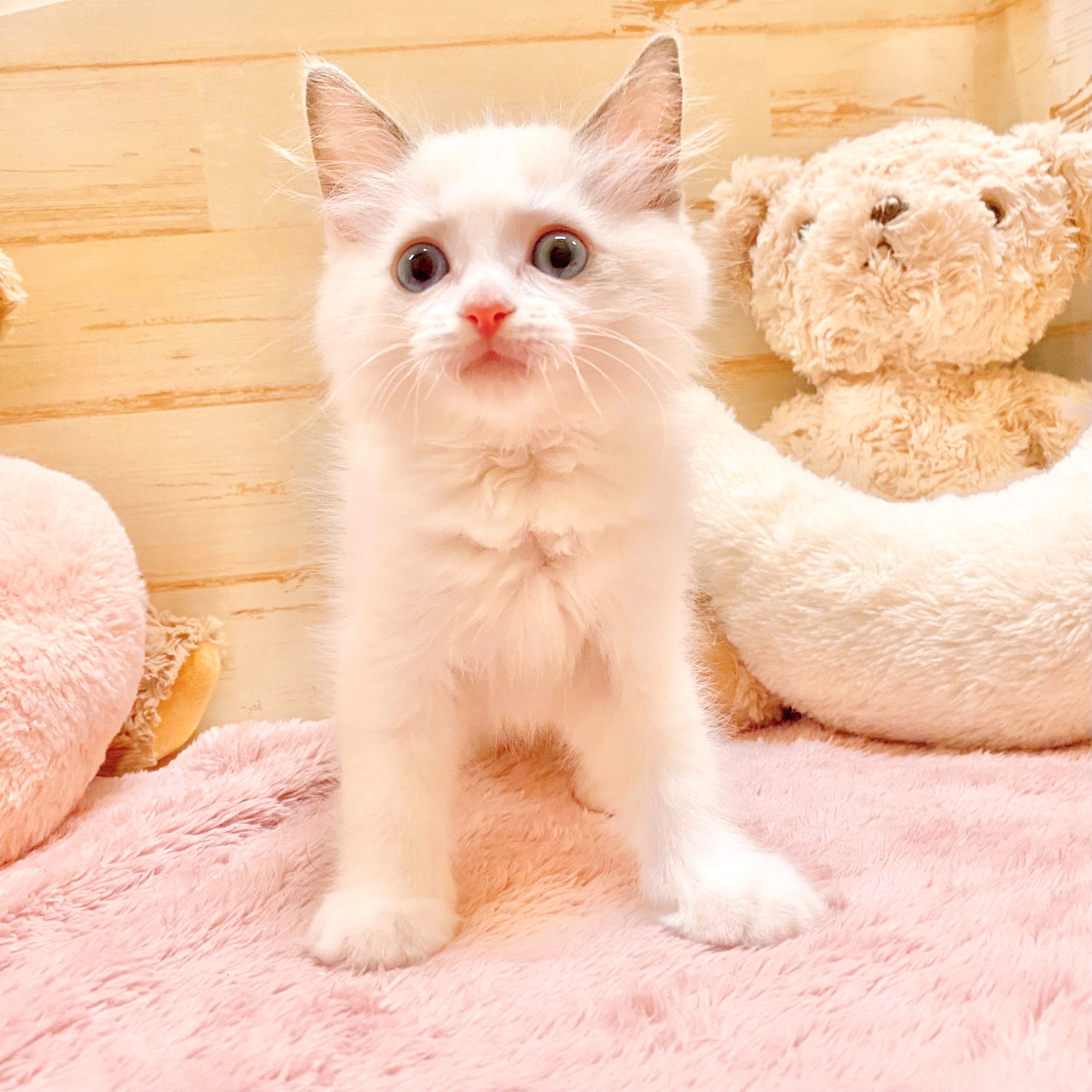 兵庫県のラグドール (犬の家＆猫の里神戸店/2025年6月13日生まれ/男の子/ブルーポイントバイカラー)の子猫の1枚目の画像