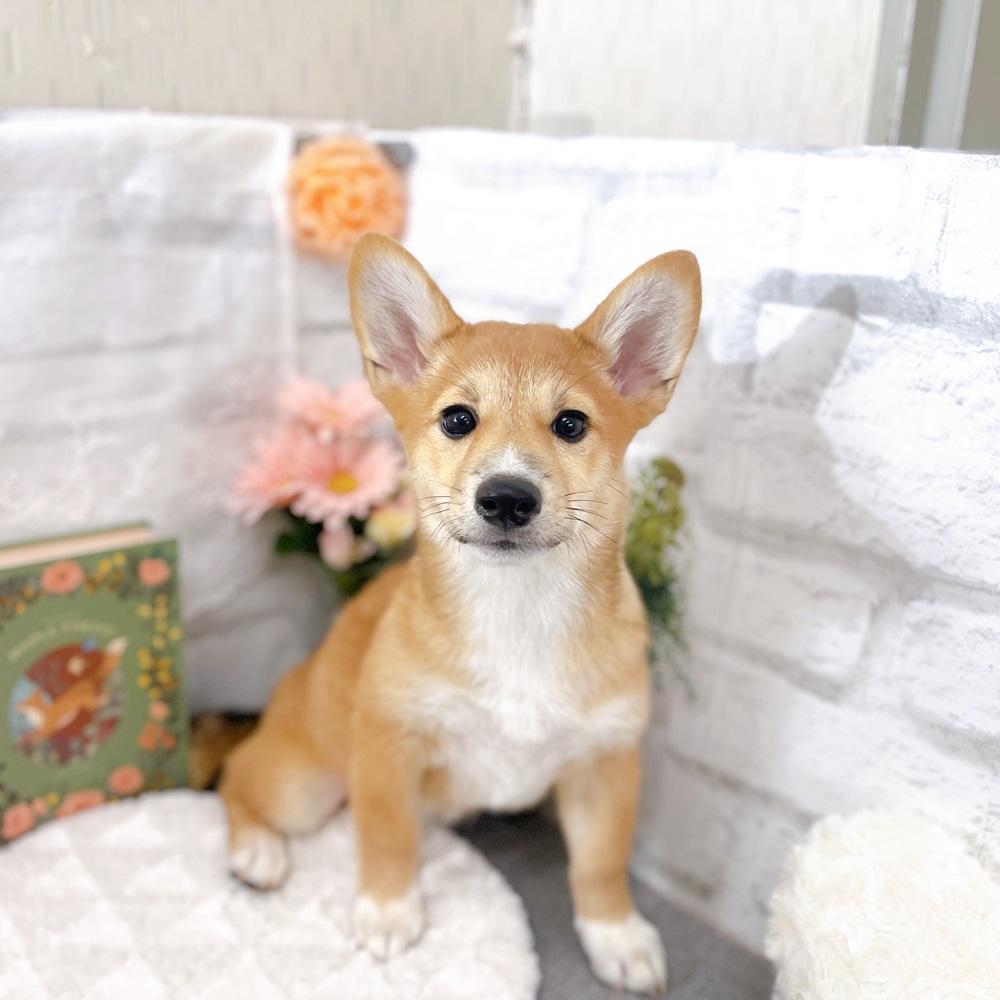 京都府のハーフ犬・ミックス犬 (犬の家＆猫の里京都樟葉店/2025年6月20日生まれ/女の子/レッド)の子犬の1枚目の画像