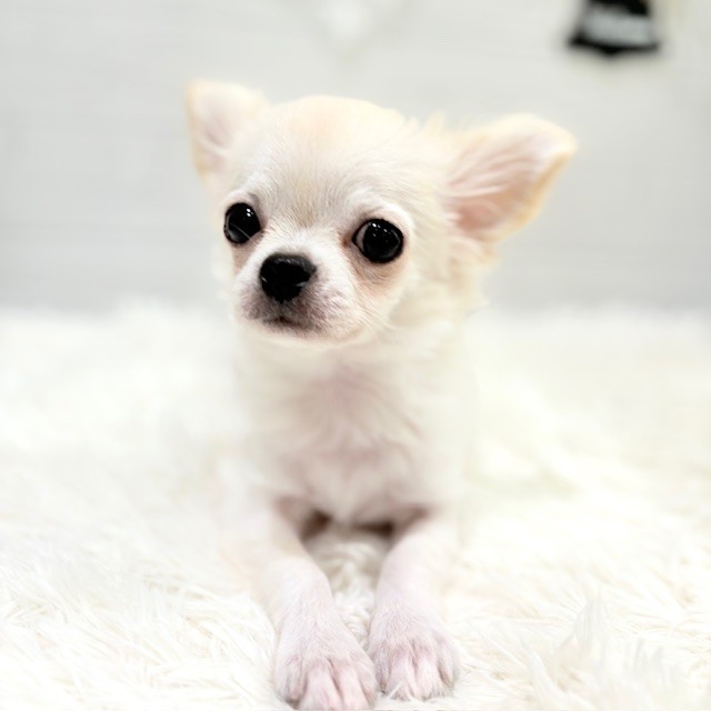 愛知県のチワワ(ロング) (犬の家&猫の里豊田店/2025年6月24日生まれ/男の子/クリーム)の子犬の1枚目の画像