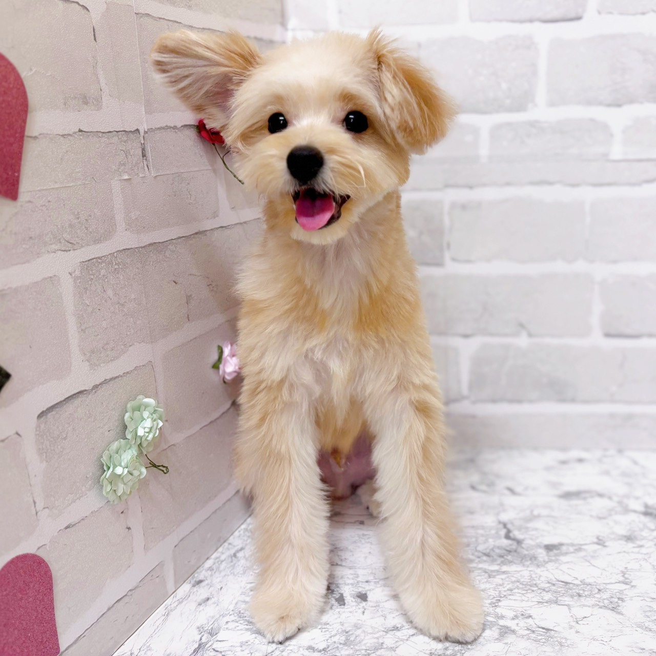 京都府のポメプー(ポメラニアン×プードル) (犬の家＆猫の里京都精華店/2025年6月20日生まれ/男の子/アプリコット)の子犬の1枚目の画像