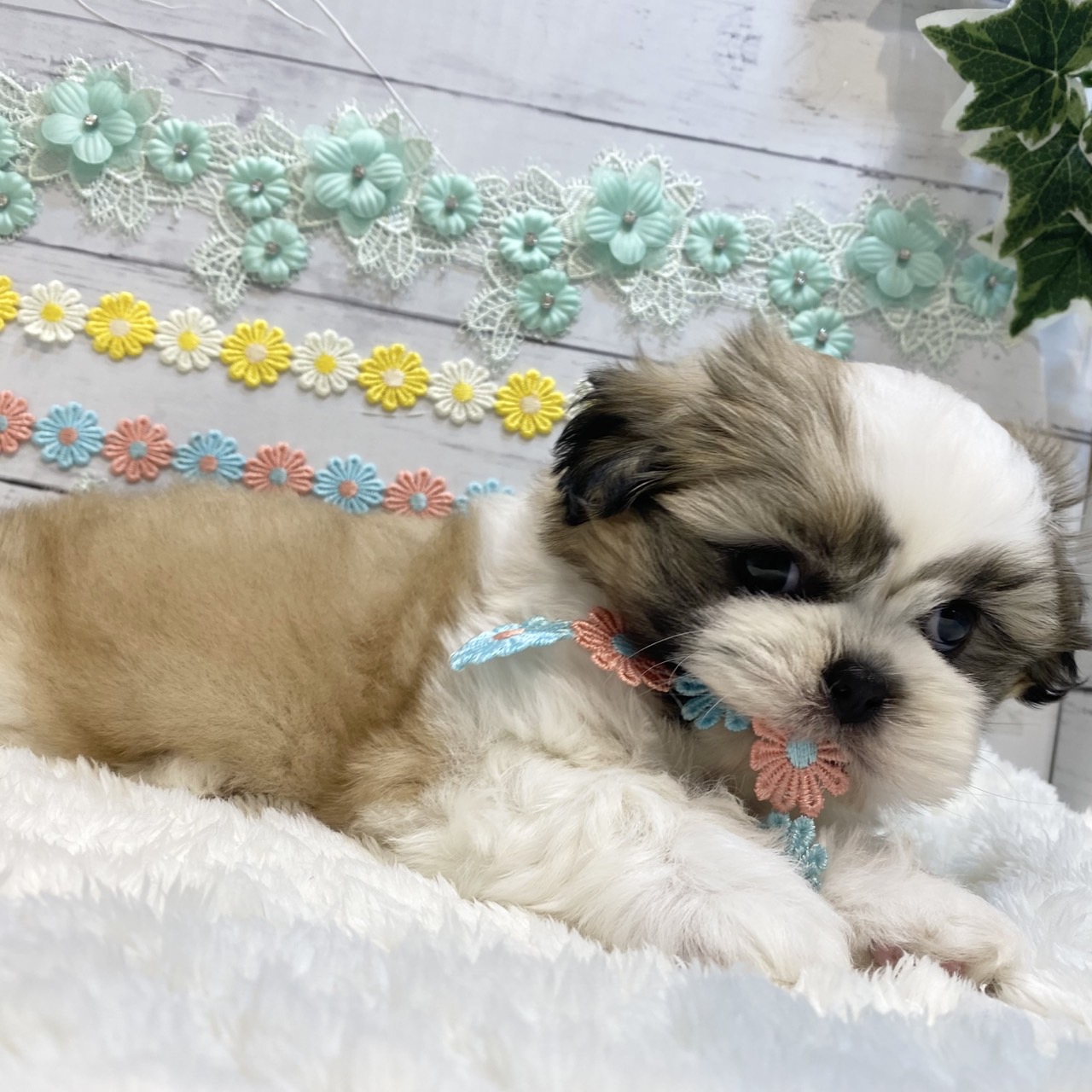 長野県のシーズー (犬の家＆猫の里カインズ梓川店/2025年6月24日生まれ/女の子/ホワイトゴールド)の子犬の1枚目の画像
