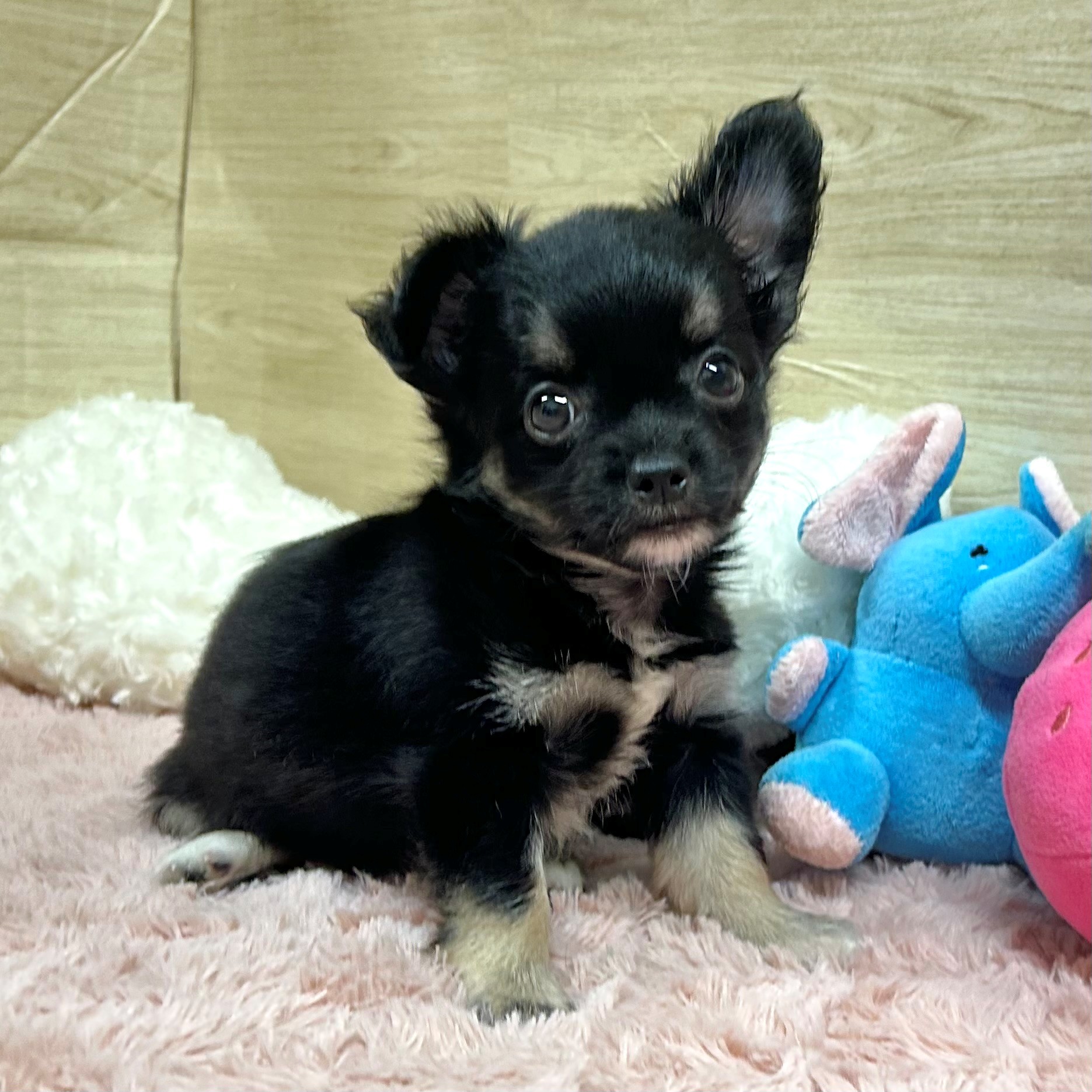 大阪府のチワワ(ロング) (犬の家＆猫の里そよら東岸和田店/2025年6月23日生まれ/女の子/ブラックタンホワイト)の子犬の1枚目の画像