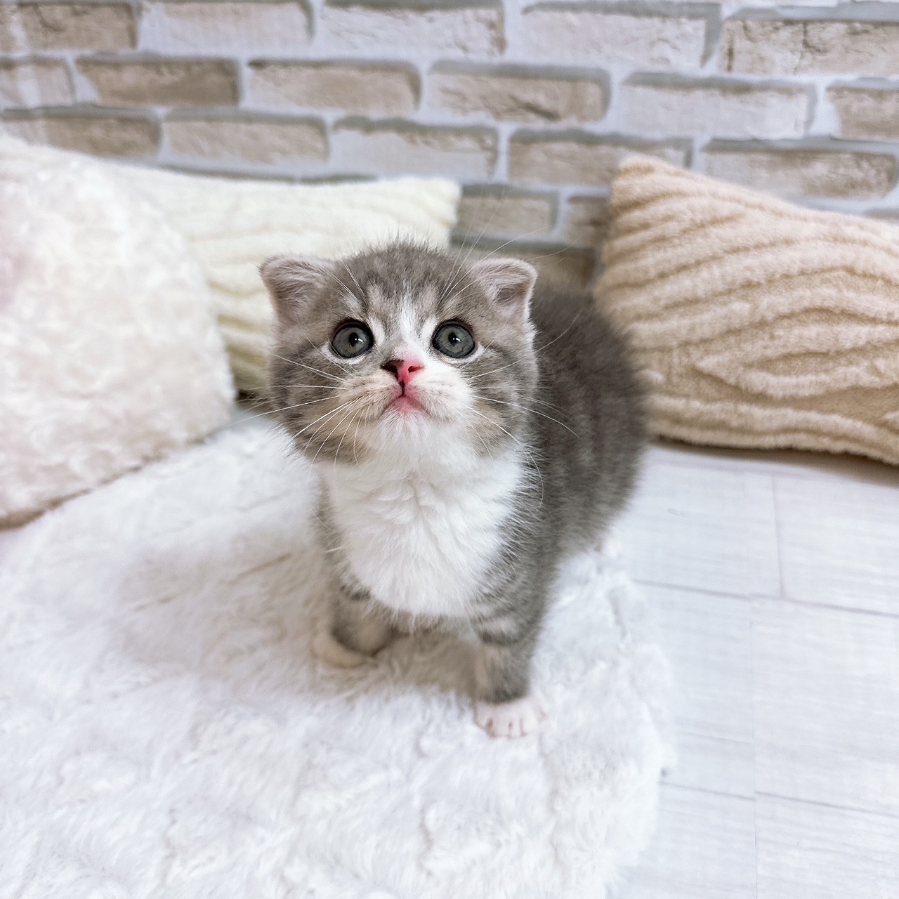神奈川県のスコティッシュフォールド (犬の家＆猫の里モザイクモール港北店/2025年6月21日生まれ/男の子/ブルータビーホワイト)の子猫の1枚目の画像