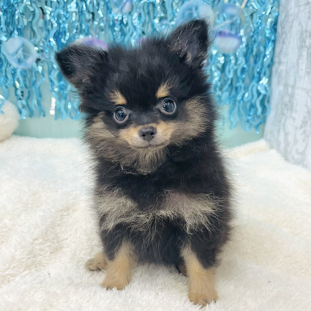 愛知県のポメチワ/チワポメ/ポメチー(ポメラニアン×チワワ) (犬の家＆猫の里エアポートウォーク店/2025年6月19日生まれ/女の子/ブラックタン)の子犬の1枚目の画像