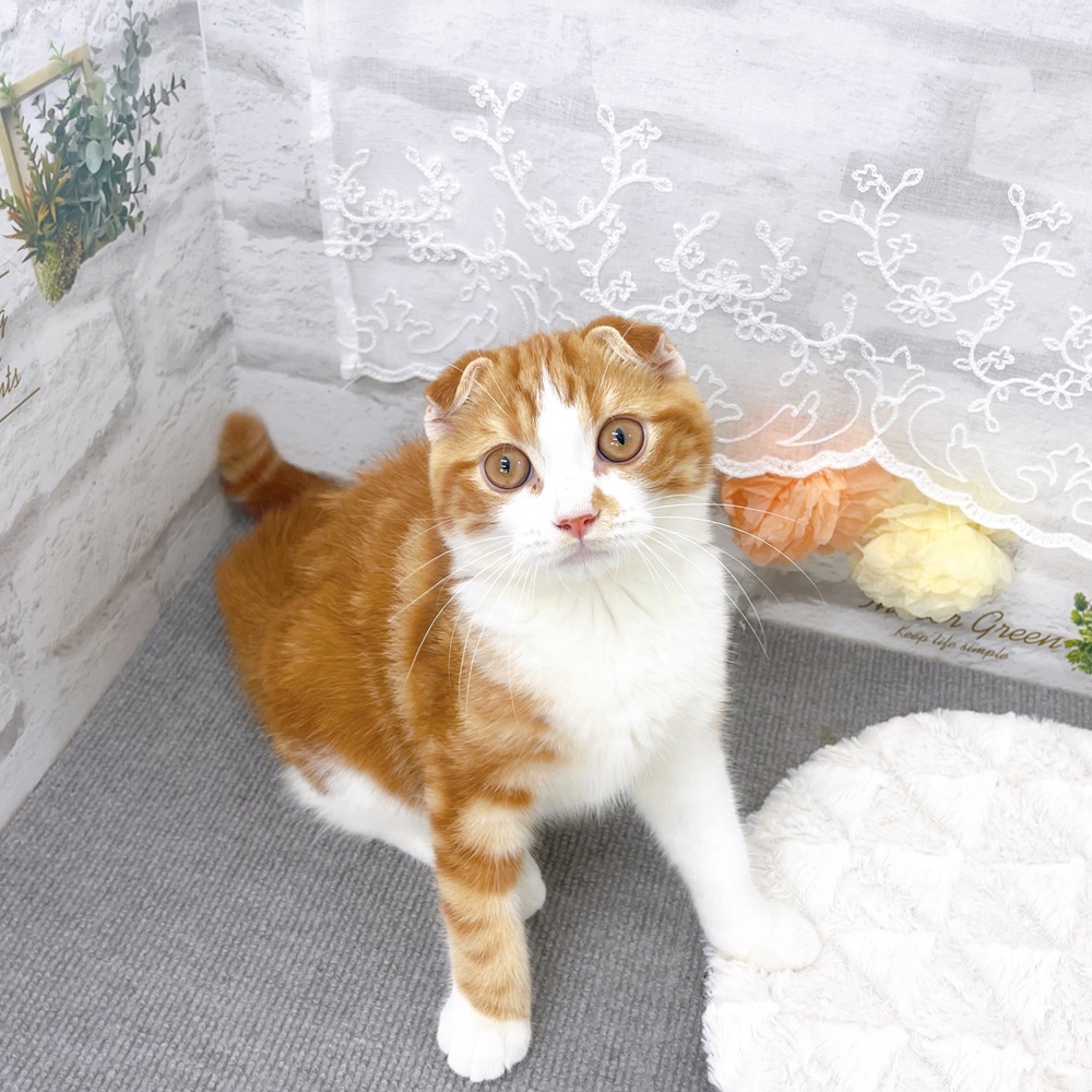 京都府のスコティッシュフォールド (犬の家＆猫の里京都樟葉店/2025年6月22日生まれ/男の子/レッドタビーホワイト)の子猫の1枚目の画像