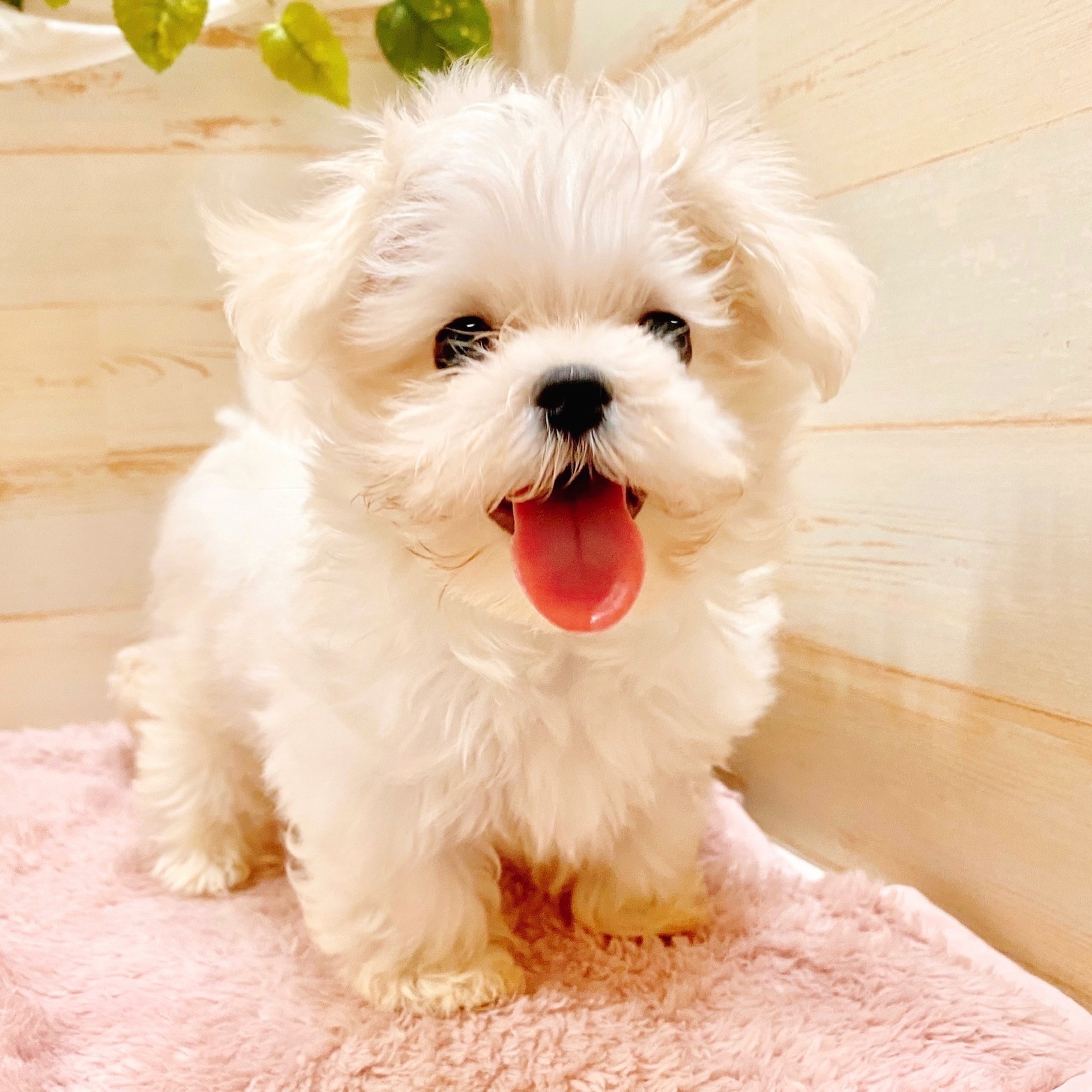 兵庫県のマルチーズ (犬の家＆猫の里神戸店/2025年6月28日生まれ/男の子/ホワイト)の子犬の1枚目の画像