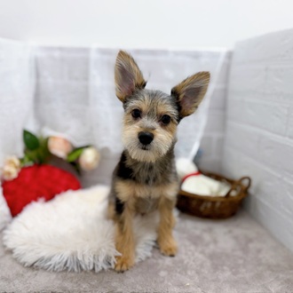 滋賀県のポメキー(ポメラニアン×ヨークシャーテリア) (犬の家＆猫の里長浜店/2025年6月29日生まれ/男の子/ブルーマール)の子犬の1枚目の画像