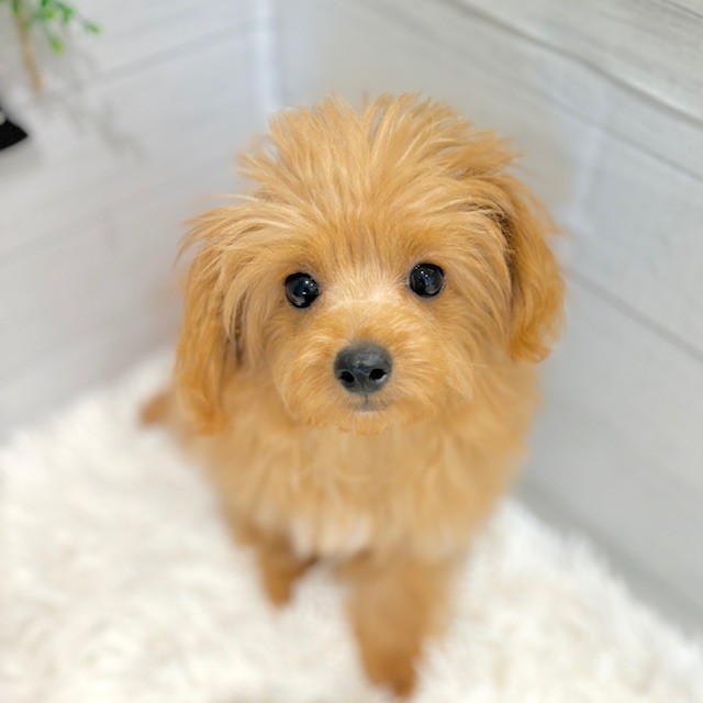 愛知県のチワプー/プーチー(チワワ×プードル) (犬の家＆猫の里豊田店/2025年7月5日生まれ/男の子/アプリコット)の子犬の1枚目の画像